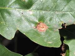 Callirhytis quercusfutilis