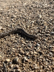 Sistrurus tergeminus