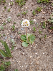 Micranthes rhomboidea