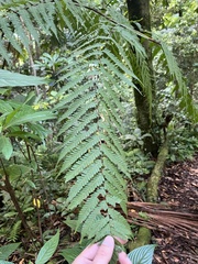 Alsophila spinulosa
