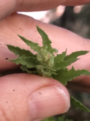 Ambrosia psilostachya