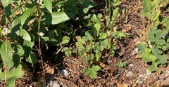 Polygonum douglasii