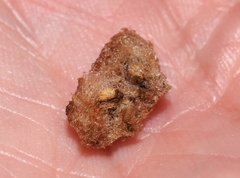 Callirhytis seminator