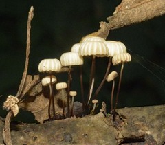 Marasmius rotula
