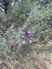 Cupressus