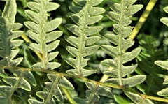 Pteridium aquilinum pubescens