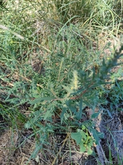 Bassia scoparia