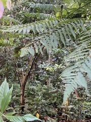 Alsophila spinulosa