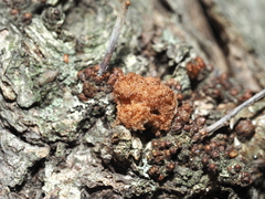 Callirhytis seminator