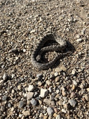 Sistrurus tergeminus