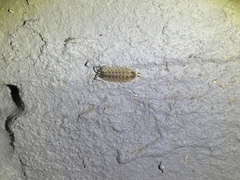 Porcellio spinicornis