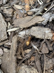 Camponotus americanus