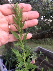 Ambrosia psilostachya