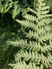 Pteridium aquilinum pubescens
