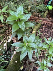 Gonzalagunia hirsuta