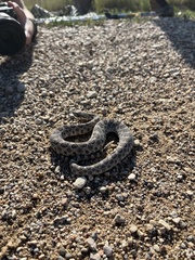 Sistrurus tergeminus