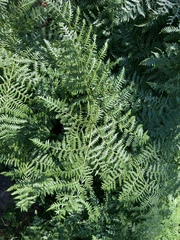 Pteridium aquilinum pubescens