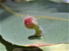 Atrusca clavuloides