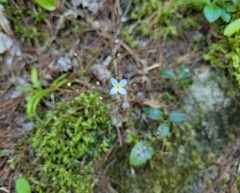 Houstonia caerulea