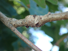 Callirhytis frequens