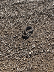 Sistrurus tergeminus