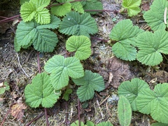 Rubus lasiococcus