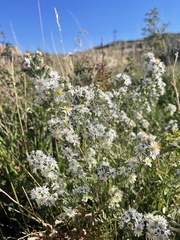 Symphyotrichum falcatum