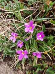 Primula angustifolia