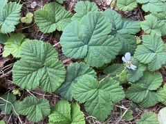 Rubus lasiococcus