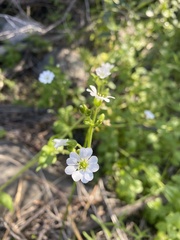 Stellaria chilensis