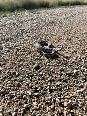 Sistrurus tergeminus