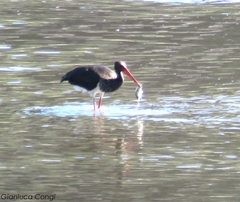 Ciconia nigra
