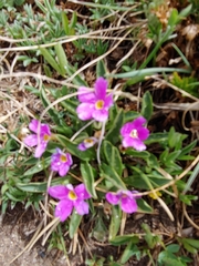 Primula angustifolia