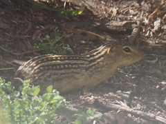 Ictidomys tridecemlineatus