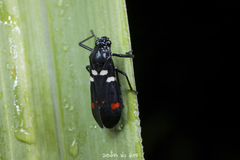 Callitettix versicolor