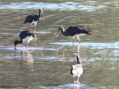 Ciconia nigra