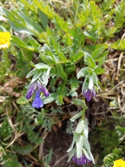Mertensia lanceolata