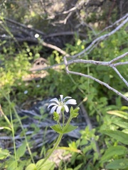 Stellaria chilensis