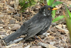 Turdus merula merula