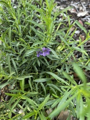 Dyschoriste linearis