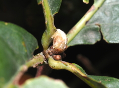 Andricus quercusfrondosus