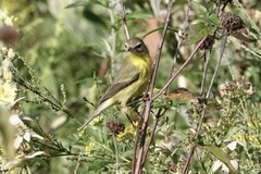 Setophaga discolor