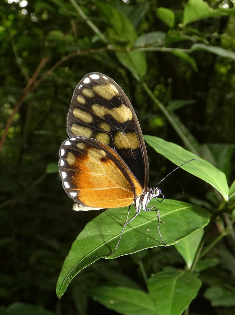 Godyris kedema