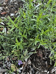 Dyschoriste linearis