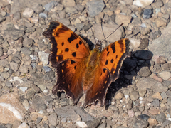 Polygonia progne