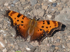 Polygonia progne