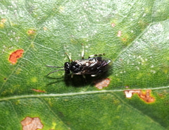Tenthredinoidea