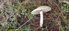 Stropharia