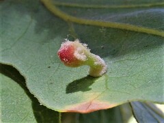 Atrusca clavuloides