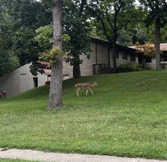 Odocoileus virginianus